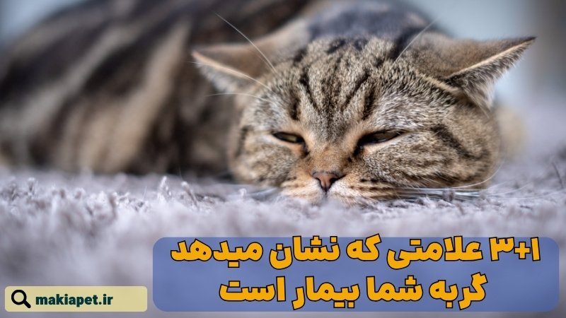 علائمی که نشان میدهد گربه شما بیمار است